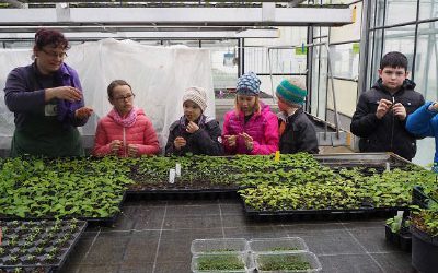 Langenloiser Minigärtner im Reich der Kräuter