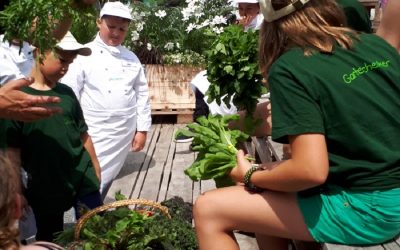 Minigärtner ernten für Miniköche
