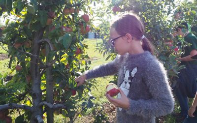 Langenloiser Minigärtner bei der Apfelernte