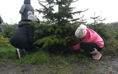 Christbaum sägen zum Auftakt