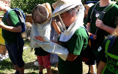Expedition in die Welt der Bienen