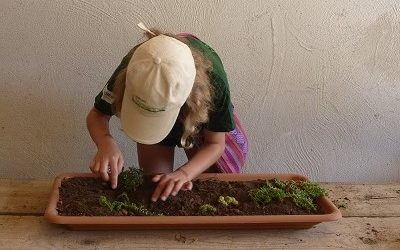 Viele kleine Mini-Dachgärten
