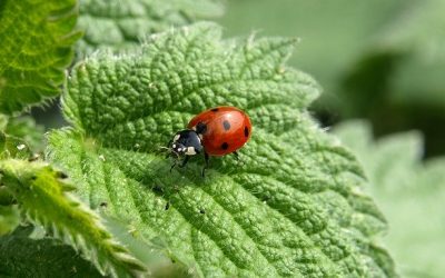 Gartentipps für Juni & Juli