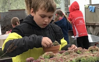 Daumen hoch für dickblättrige Deko