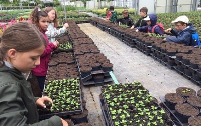 Topfen wie die Profis
