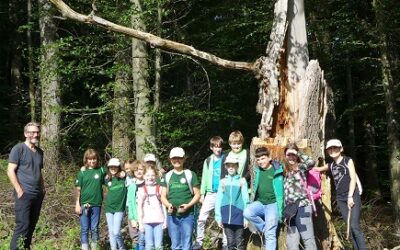 Auf Entdeckungstour im Wald