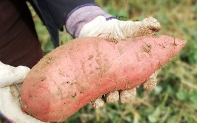 Minigärtner ernten Süßkartoffeln