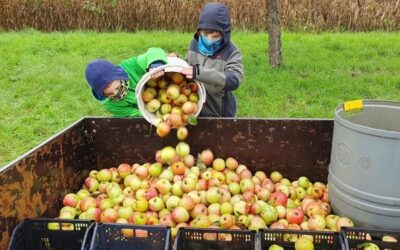 Auf die Äpfel, fertig, los