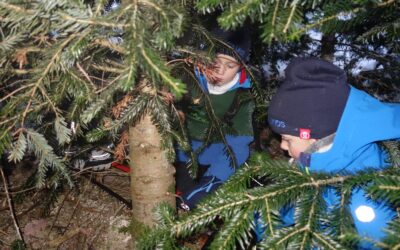 Minigärtner Radolfzell sägen Christbäume
