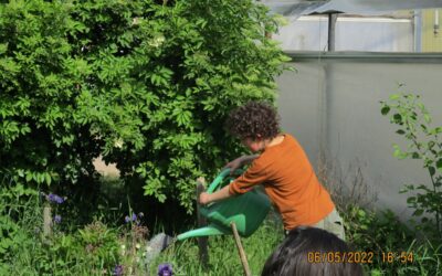 Ringelblumenblütenzauber