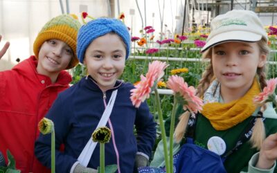Bei Prinzessin Gerbera auf der Reichenau