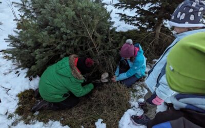 Auf der Suche nach dem schönsten Christbaum