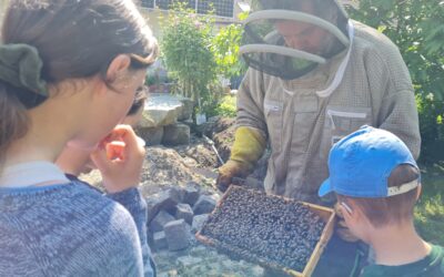 In der Welt der Bienen