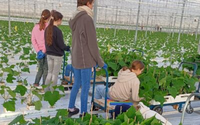 Expedition in die Welt der Gurken
