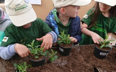 Minigärtner Singen topfen Stecklinge