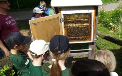 In der Welt der Bienen