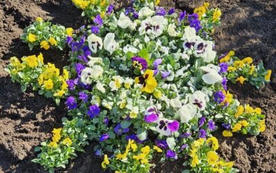 Minigärtner lassen Friedhof erblühen