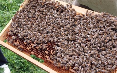 Fleißige Bienen und Honigsammler
