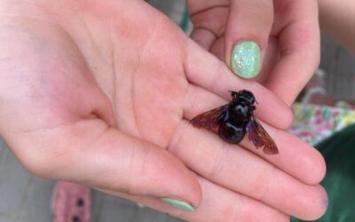 Die Welt durch ein Bienenauge